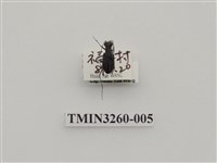 藏品(腹毛虎甲蟲)的圖片